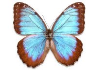 MORPHO HELENOR OCTAVIA 